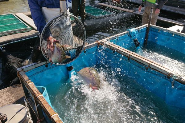 冬期ニジマス釣り場11