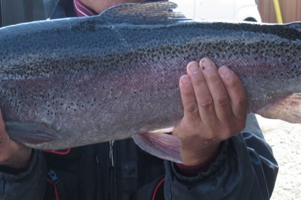 大物釣りトーナメント状況